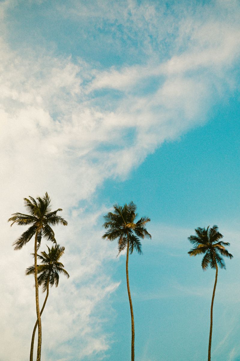 Coconut palms against the sky over Madiha, Sri Lanka