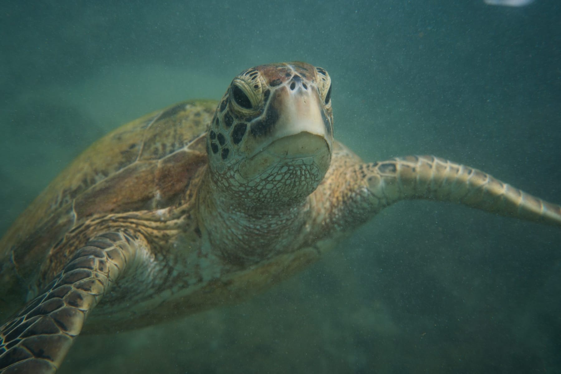 A green sea turtle gliding through the shallows just off Madiha